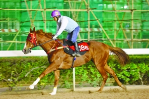 澳門(mén)今晚開(kāi)特馬四不像圖,持久性方案解析_Ultra17.802