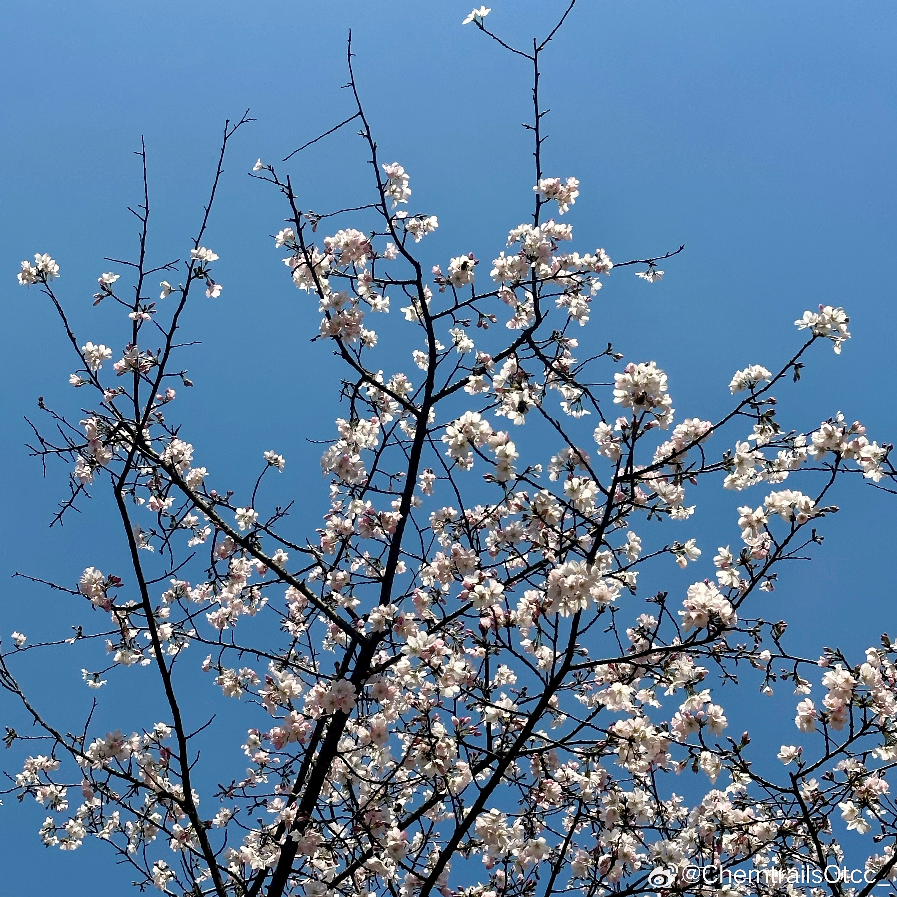 晚春在線，自然與技術(shù)交織之美欣賞